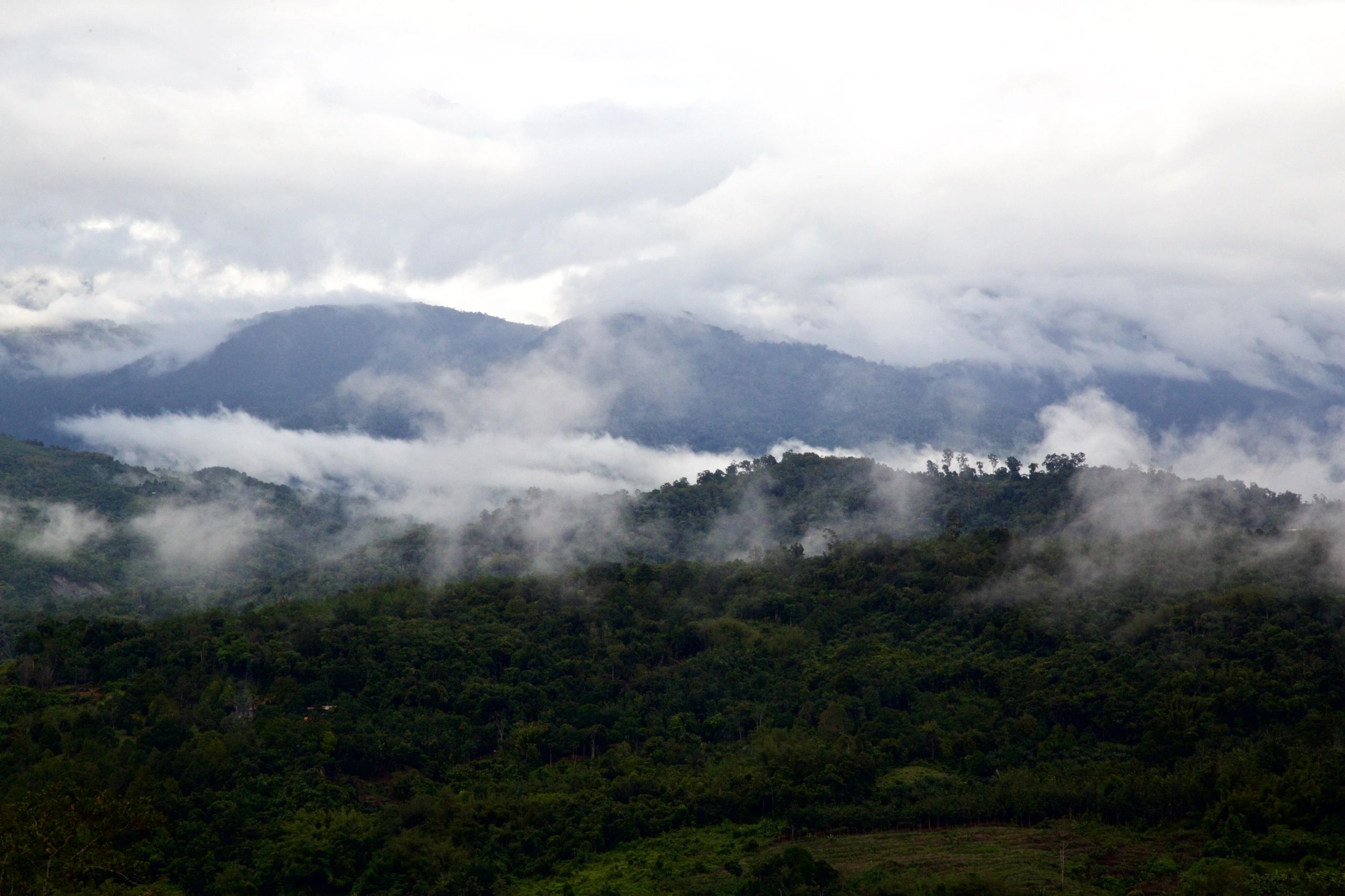 Borneo rainforest at dawn
