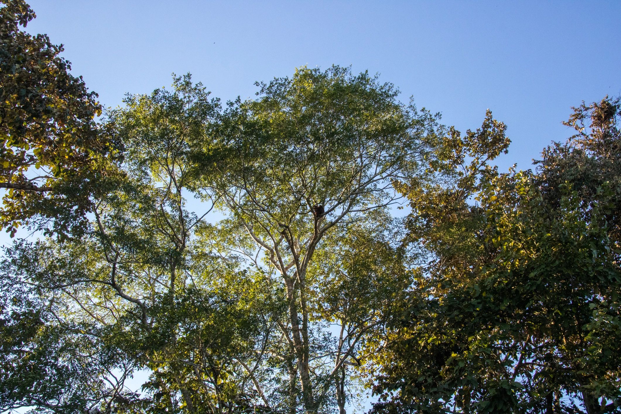 Rainforest wildlife scene in Sabah