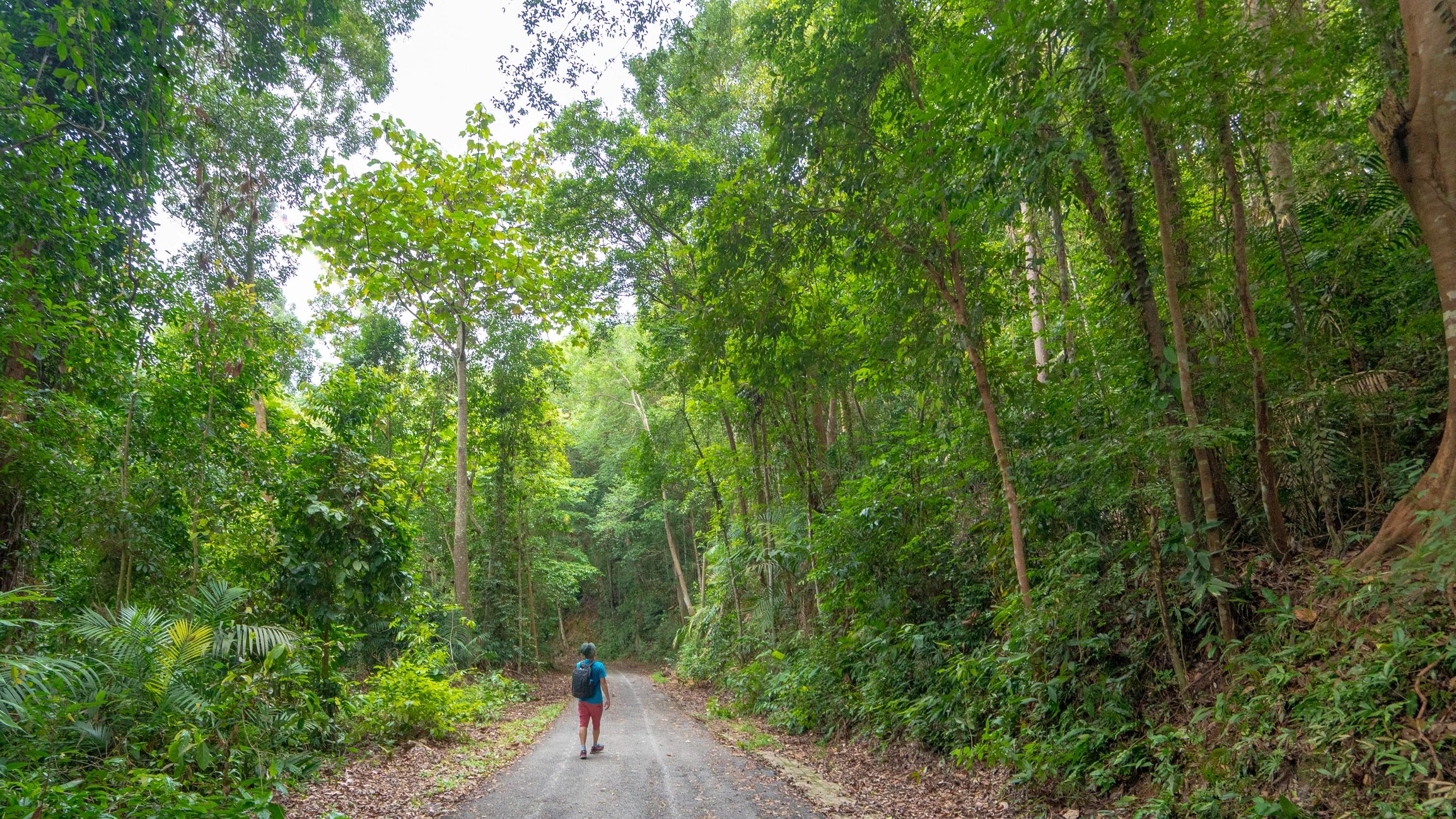 Hiker walking through a lush Malaysian rainforest trail