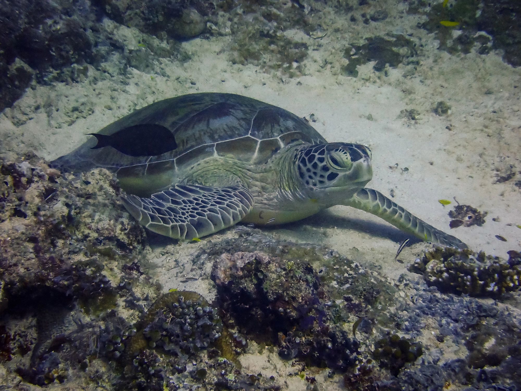 Sea turtle underwater near Sipadan, Malaysia